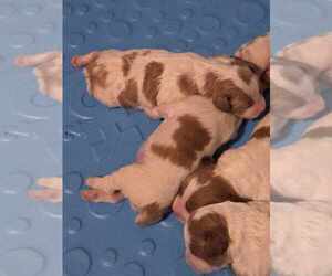 Brittany Puppy for sale in EAST BERNSTADT, KY, USA