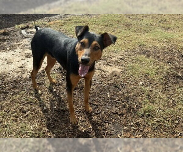 Medium Photo #19 Doberman Pinscher-Unknown Mix Puppy For Sale in Houston, TX, USA