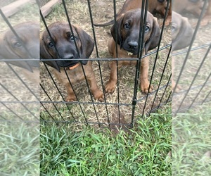 Bavarian Mountain Hound Puppy for sale in HARRISONBURG, VA, USA
