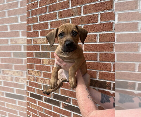 Medium Photo #3 Mutt Puppy For Sale in Candler, NC, USA