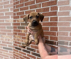 Penelope - Female Mutt Dog for Adoption - Photo #3