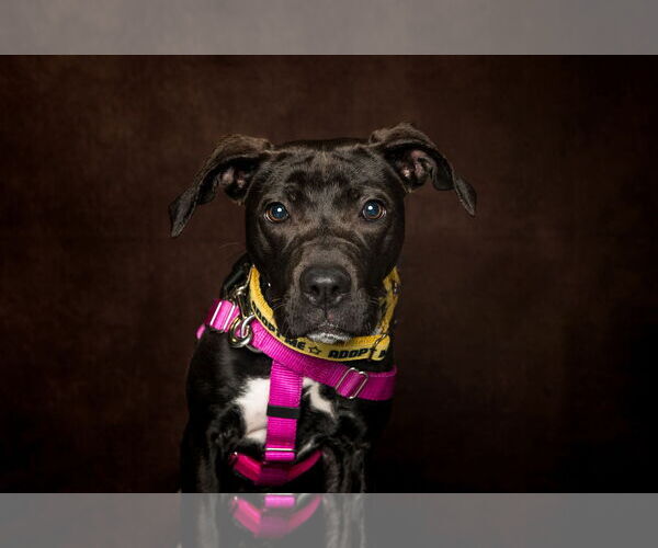 Medium Photo #4 American Pit Bull Terrier-Unknown Mix Puppy For Sale in Catasauqua, PA, USA