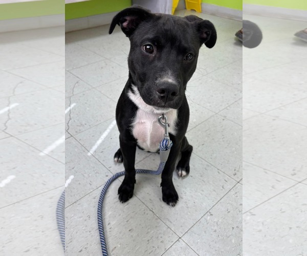 Medium Photo #3 Labrador Retriever-Unknown Mix Puppy For Sale in Rustburg, VA, USA
