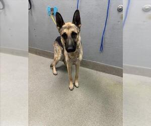 German Shepherd Dog-Unknown Mix Dogs for adoption in Las Vegas, NV, USA