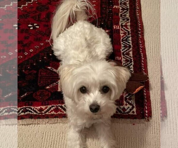 Medium Photo #1 Maltipoo (Miniature) Puppy For Sale in WOBURN, MA, USA
