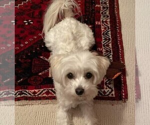 Father of the Maltipoo (Miniature) puppies born on 11/26/2025