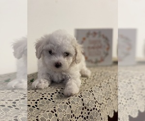 Maltipoo (Miniature) Puppy for sale in CLEVELAND, TN, USA