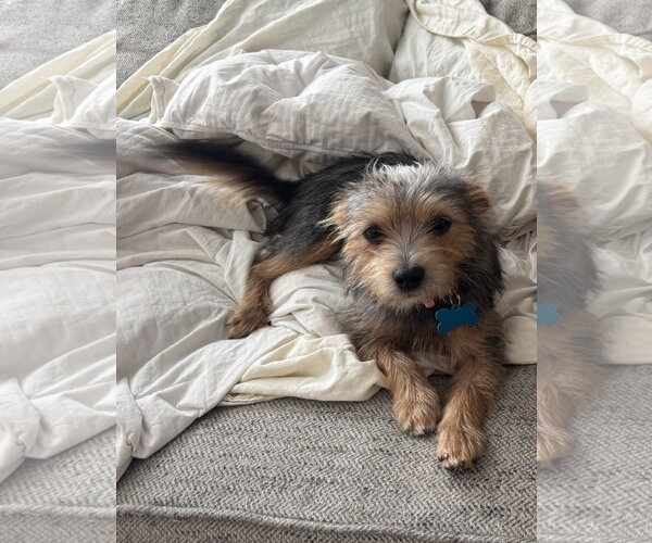 Medium Photo #3 Mutt Puppy For Sale in Plainfield, IL, USA