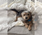 Small #2 Mutt