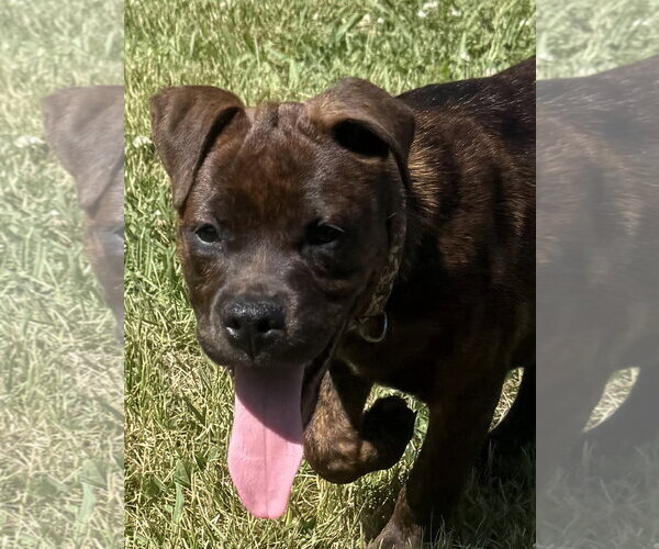Medium Photo #6 Mutt Puppy For Sale in Mooresville, NC, USA