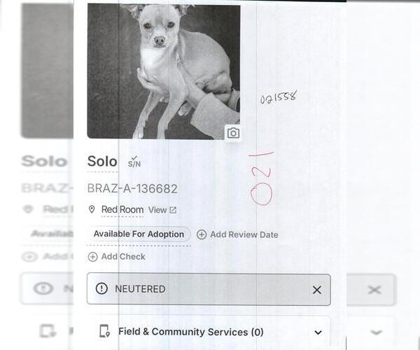 Medium Photo #1 Chihuahua Puppy For Sale in Sugar Land, TX, USA