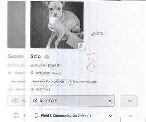 Chihuahua Dogs for adoption in Sugar Land, TX, USA