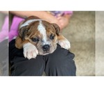 Small Photo #14 Olde English Bulldogge Puppy For Sale in OVERLAND, KS, USA