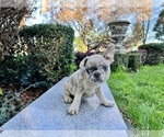 Small Photo #257 French Bulldog Puppy For Sale in HAYWARD, CA, USA