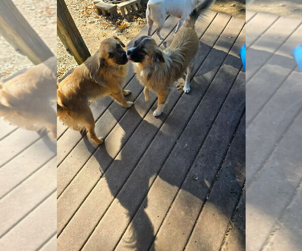 Medium Photo #4 Pomeranian-Unknown Mix Puppy For Sale in Aurora, IN, USA