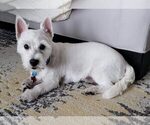 Small Westie-Laso