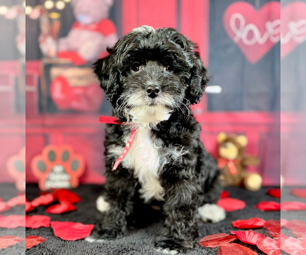 Medium Photo #4 Goldendoodle (Miniature) Puppy For Sale in HALTOM CITY, TX, USA