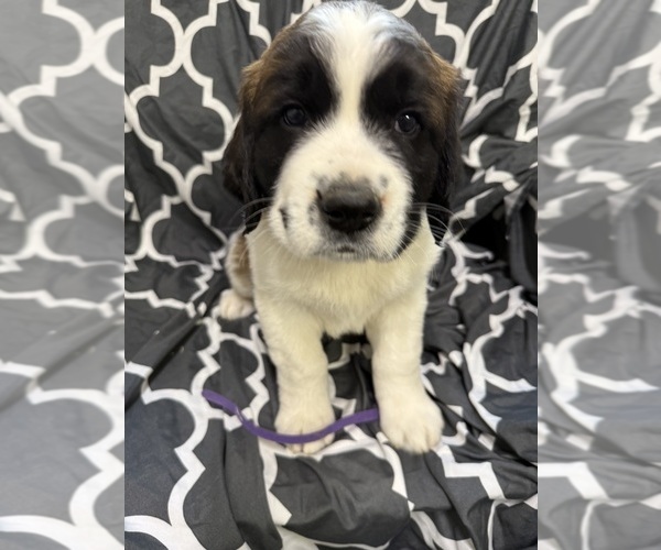 Medium Photo #8 Saint Bernard Puppy For Sale in DELPHI, IN, USA