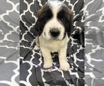 Small #7 Saint Bernard