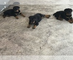 Small Photo #2 Rottweiler Puppy For Sale in KISSIMMEE, FL, USA