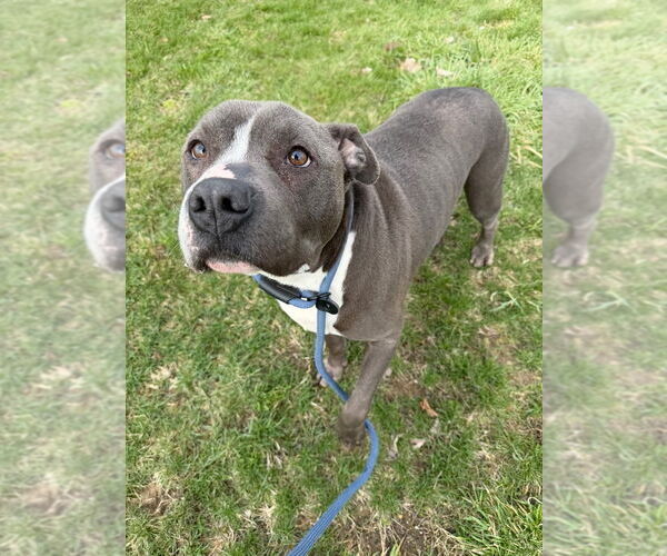 Medium Photo #3 American Staffordshire Terrier Puppy For Sale in Pierceton , IN, USA