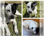 Small #1 Mutt
