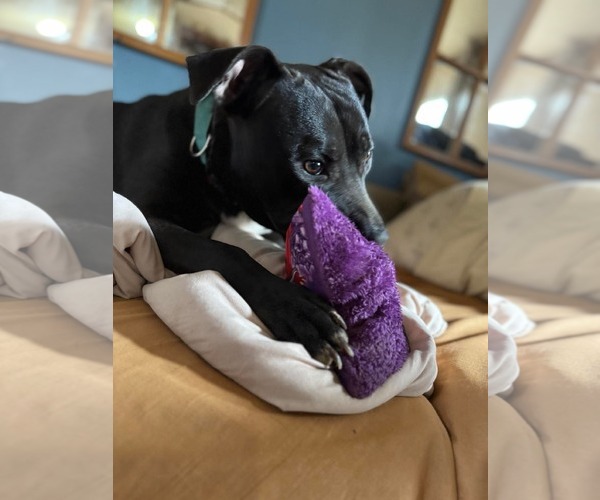 Medium Photo #7 American Pit Bull Terrier-Unknown Mix Puppy For Sale in Germantown, OH, USA