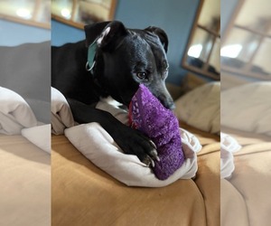Bellisima - Female American Pit Bull Terrier-Unknown Mix Dog for Adoption - Photo #7
