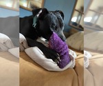 Small Photo #7 American Pit Bull Terrier-Unknown Mix Puppy For Sale in Germantown, OH, USA
