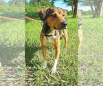 Small #2 Beagle Mix