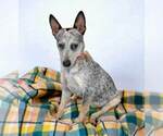 Small #4 Jack Russell Terrier Mix