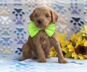 Goldendoodle (Miniature) Puppy for sale in LANCASTER, PA, USA