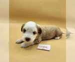 Small Photo #4 Tibetan Terrier Puppy For Sale in DORENA, OR, USA