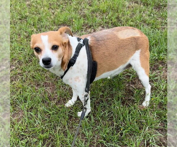 Medium Photo #2 Jack Russell Terrier-Unknown Mix Puppy For Sale in Tarrytown, GA, USA