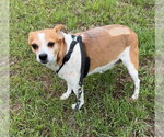 Small #1 Jack Russell Terrier Mix