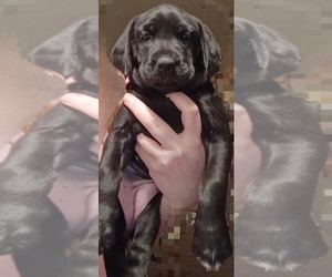 English Setter-Labrador Retriever Mix Puppy for sale in MOHAWK, NY, USA