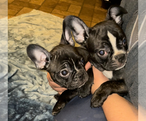 French Bulldog Puppy for sale in SAN DIEGO, CA, USA