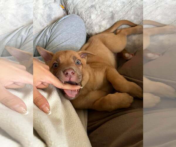 Medium Photo #4 Boxer-Unknown Mix Puppy For Sale in pomfret, CT, USA