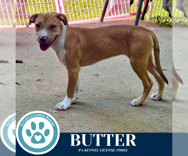 Medium Photo #4 Labrador Retriever-Unknown Mix Puppy For Sale in Kimberton, PA, USA