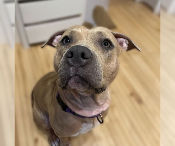 Medium Photo #1 American Pit Bull Terrier Puppy For Sale in Minneapolis, MN, USA