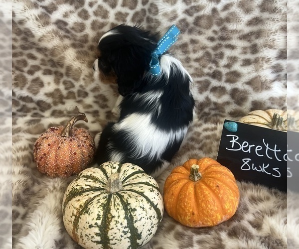 Medium Photo #7 Cavalier King Charles Spaniel Puppy For Sale in ABILENE, TX, USA