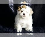 Small #1 Maltipoo (Miniature)