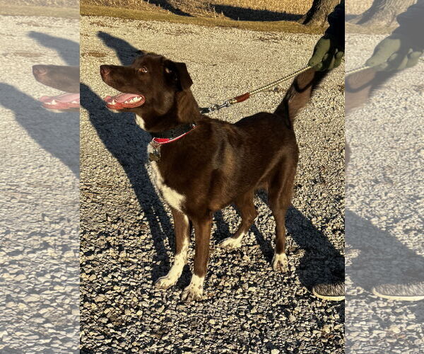 Medium Photo #2 Border Collie Puppy For Sale in Kankakee, IL, USA