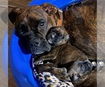Small Photo #1 Boxer Puppy For Sale in LANSING, MI, USA