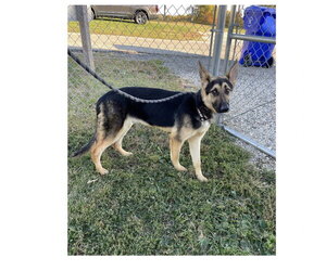 German Shepherd Dog Dogs for adoption in Kewanee, IL, USA