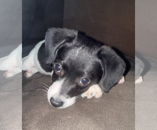 Medium Photo #3 Chihuahua-Unknown Mix Puppy For Sale in Plainfield, IL, USA