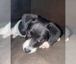 Small #2 Chihuahua Mix