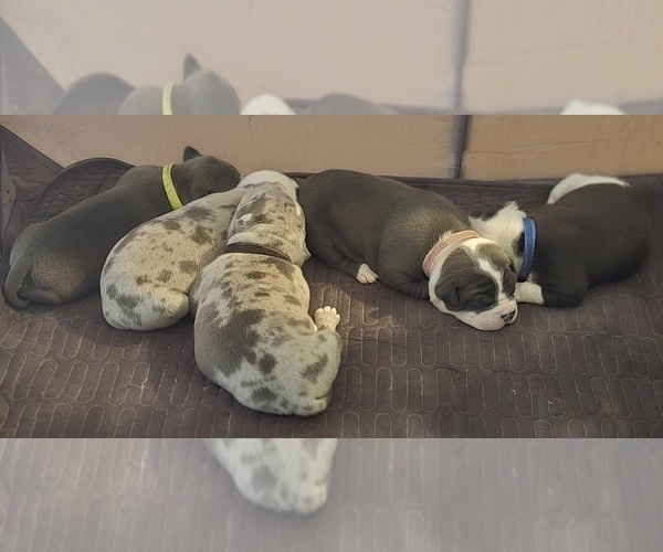 Medium Photo #1 American Bully Puppy For Sale in KISSIMMEE, FL, USA