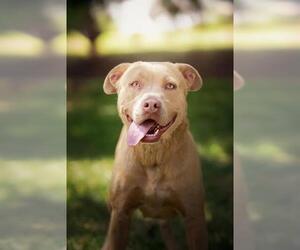 Mutt Dogs for adoption in Belleville, IL, USA