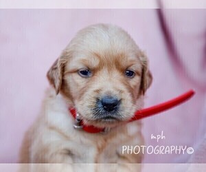 Golden Retriever Puppy for sale in LIBERTY, KY, USA